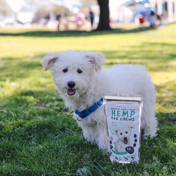 CBD Pet Tinctures and Pet Chews - Image 2
